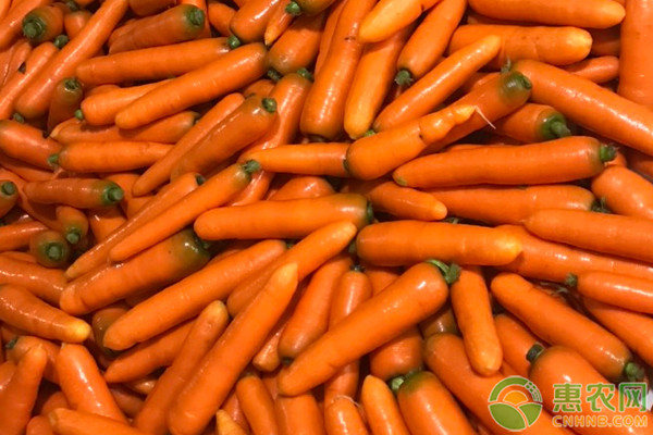 我国哪个地方产的胡萝卜最好？