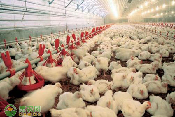 鸡一天吃多少饲料？有哪些注意事项？