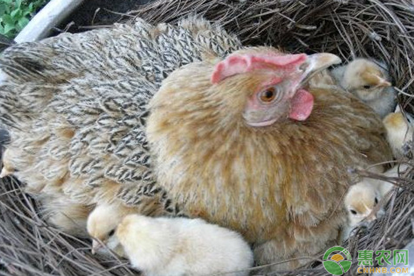 母鸡冬天孵的小鸡可以存活吗？