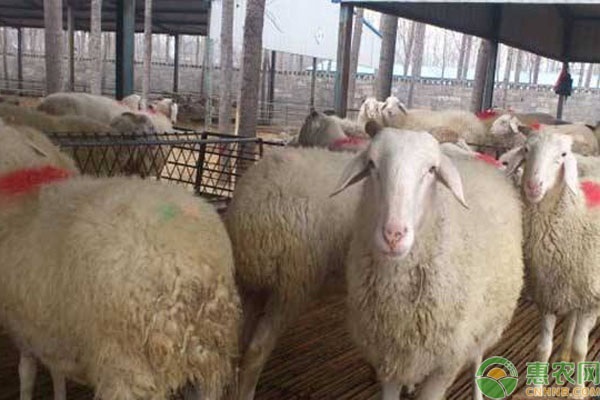 羊出肉率一般是多少？什么羊出肉率高？
