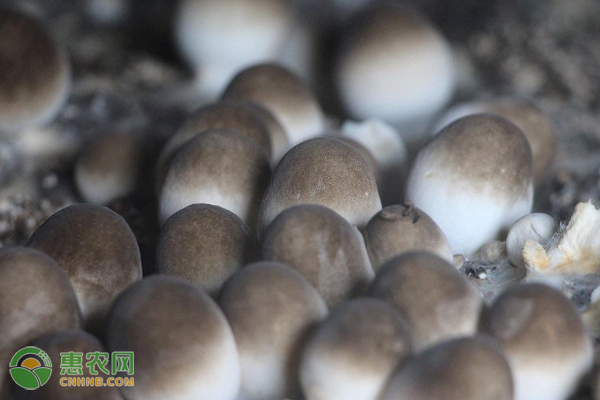 草菇培养料的原料有几种？