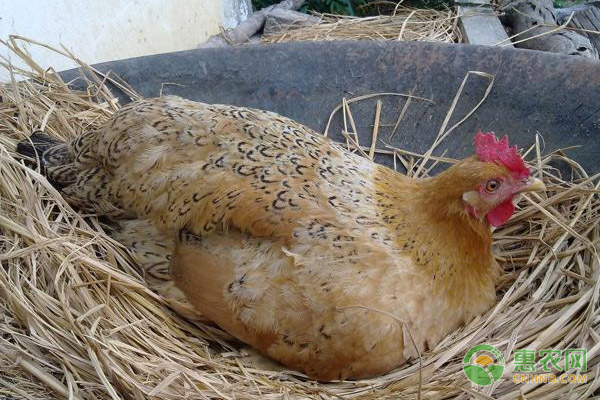 鸡如何受精繁殖后代？