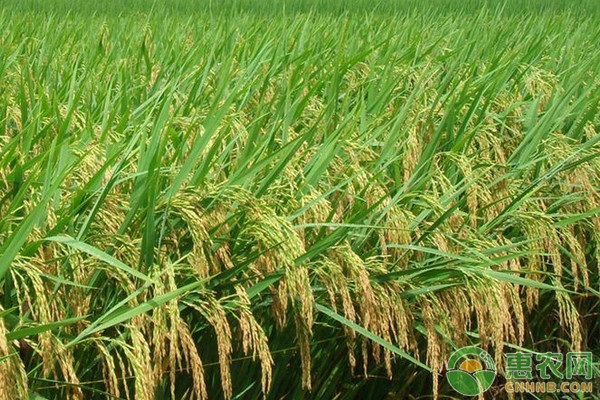 吉农大673水稻品种介绍
