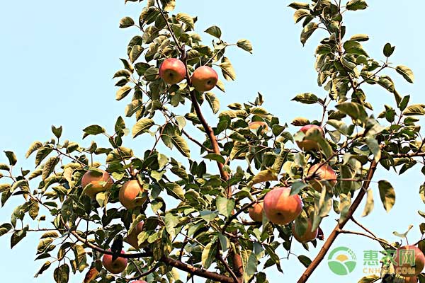 适合四川种植的苹果品种有哪些？