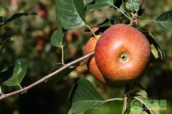 适合四川种植的苹果品种有哪些？