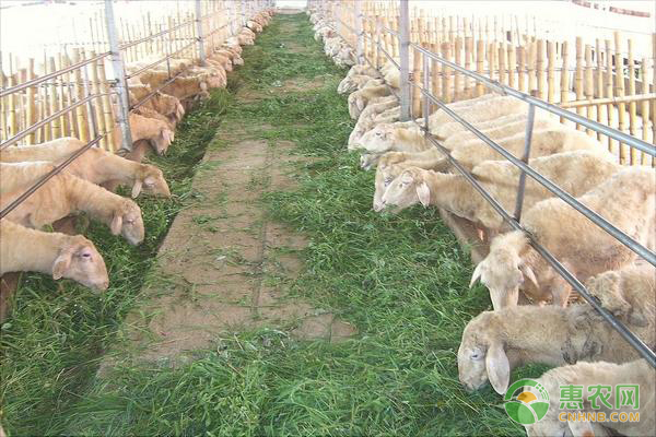 新疆养殖的优良羊品种有哪些？