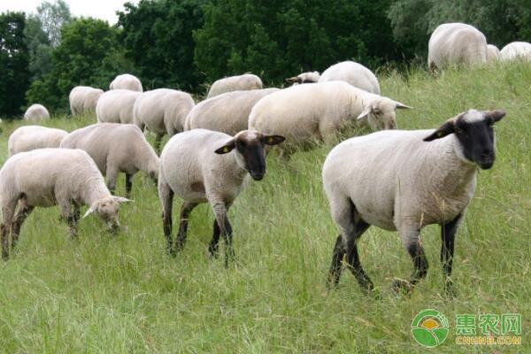 新疆养殖的优良羊品种有哪些？