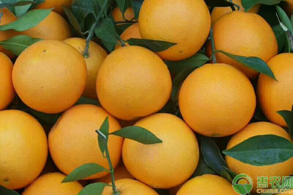 我国哪些地方产的橙子好吃？