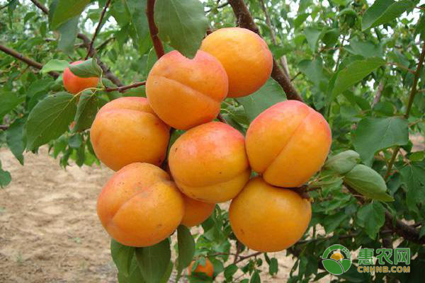 适合新疆种植的杏品种有哪些？