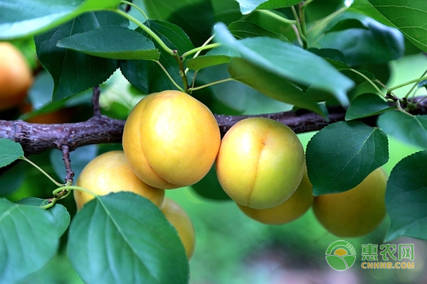 适合新疆种植的杏品种有哪些？