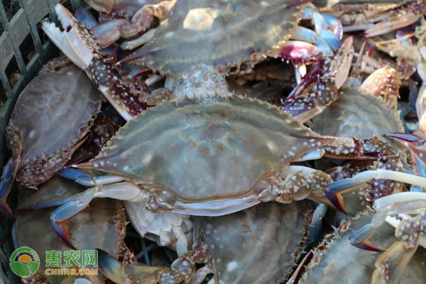 野生螃蟹与养殖螃蟹有什么区别？