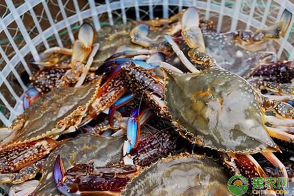 野生螃蟹与养殖螃蟹有什么区别？
