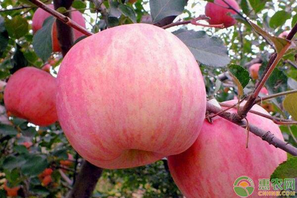 苹果晚熟品种有哪些？