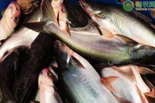 2022巴沙鱼养殖前景分析