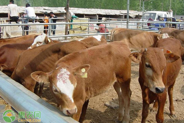牛饲料的种类有哪些？