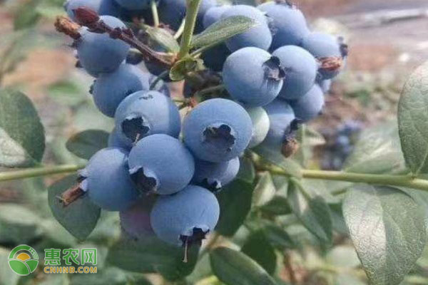 我国哪些地方产的蓝莓最有名气？