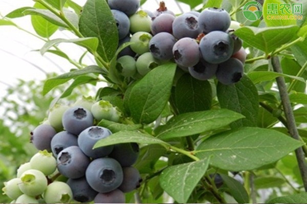 我国哪些地方产的蓝莓最有名气？