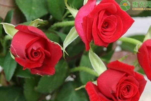 玫瑰价格暴涨是怎么回事？情人节有哪些鲜花可代替玫瑰？