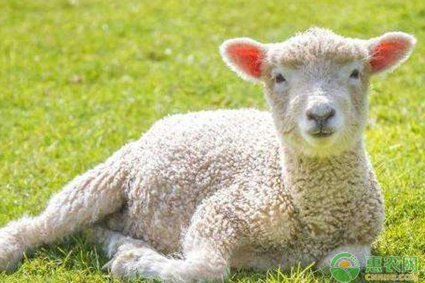 刚出生的羊羔瘫软怎么办？