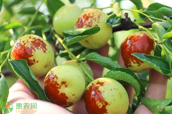 大荔冬枣什么时候成熟？多少钱一斤？