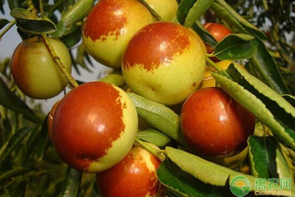 大荔冬枣什么时候成熟？多少钱一斤？