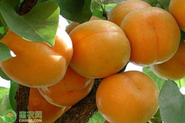 大棚杏什么品种好？