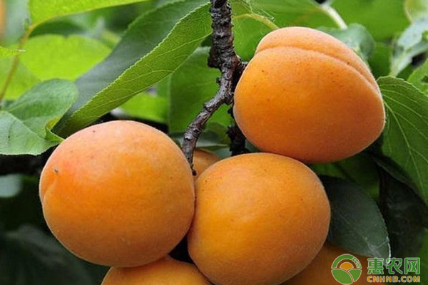 大棚杏什么品种好？