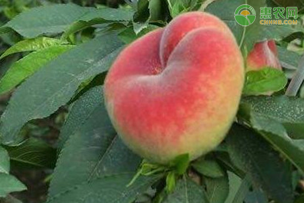 蟠桃有哪些优良品种？