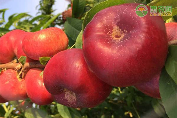 目前最好的蟠桃品种有哪些？