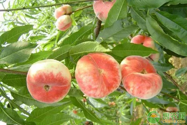 目前最好的蟠桃品种有哪些？
