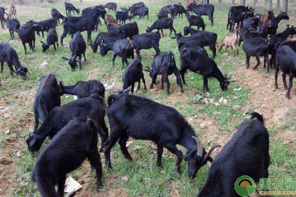 努比亚黑山羊为什么不建议养？有什么缺点？