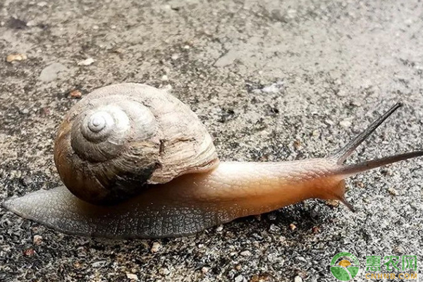 蜗牛有哪些种类？