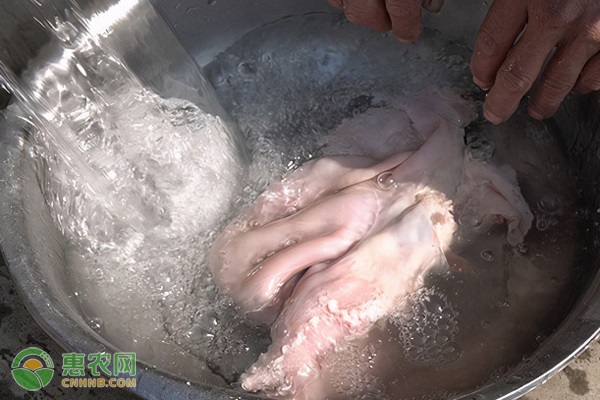 猪肚子怎么洗干净？