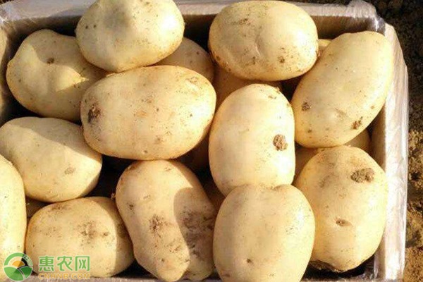 我国哪里产的土豆出名？