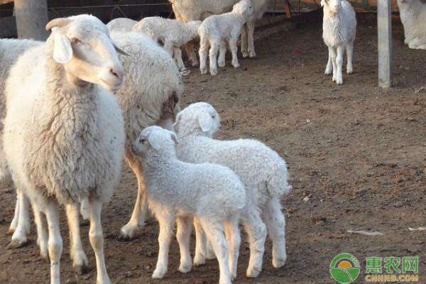 羊羔40天可以断奶吗？断奶后如何饲养？