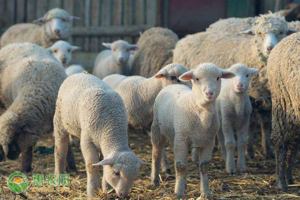 肉用羊著名品种有哪些？