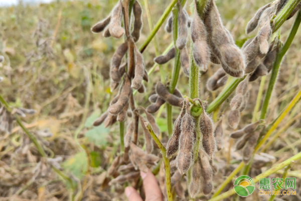黄淮海地区高产大豆品种排名