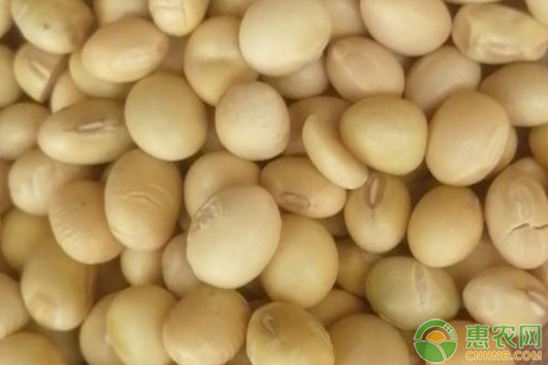 黄淮海地区高产大豆品种排名