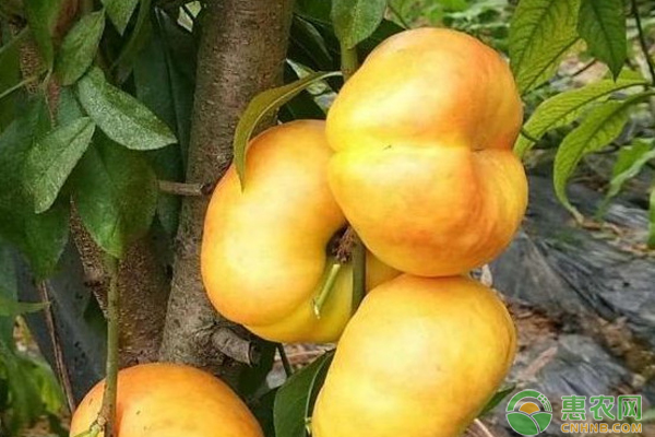 蟠桃品种哪种最好？