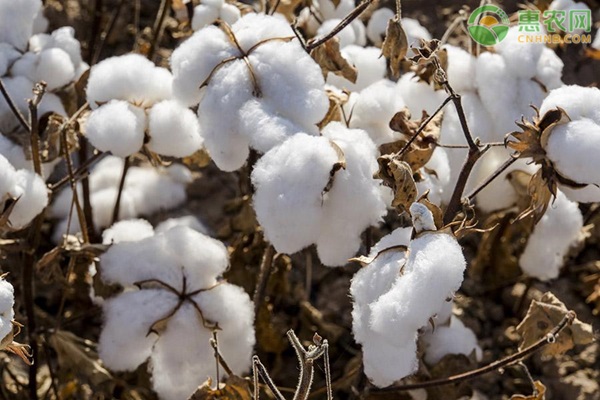 新疆产棉花的地区有哪些？
