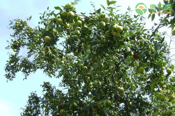 南方适合种枣树哪个品种最好？