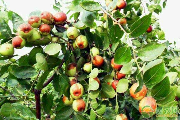 南方适合种枣树哪个品种最好？