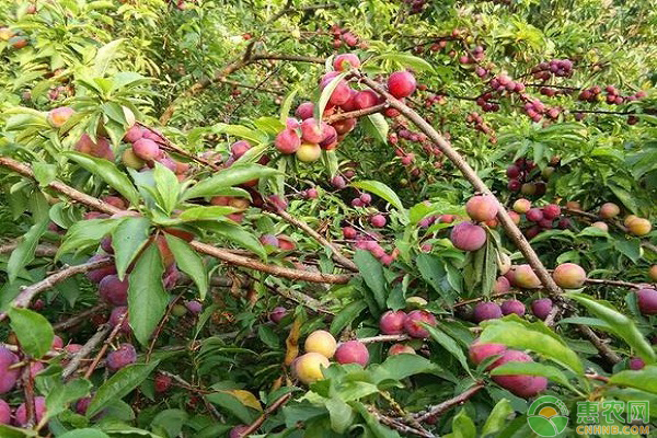 魁红李子树品种介绍