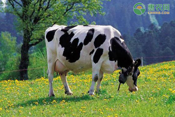 奶牛的种类有哪些？