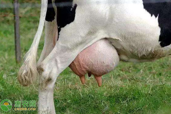 奶牛的种类有哪些？